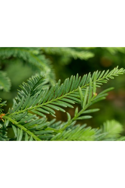 Секвоя хвоя